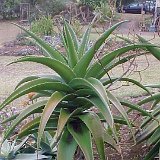 Aloe vaombe Madagascar (small quantity)